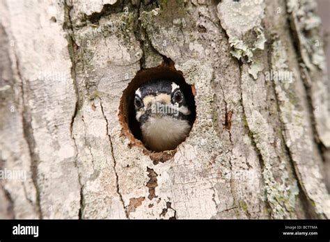 Downy Woodpecker in Nest Cavity Stock Photo - Alamy