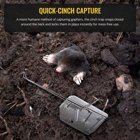 Humane Mole Traps