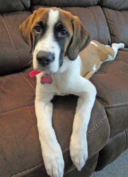 Sophie the Saint Bernard Mix | St bernard mix, Mixed breed dogs, Mixed ...