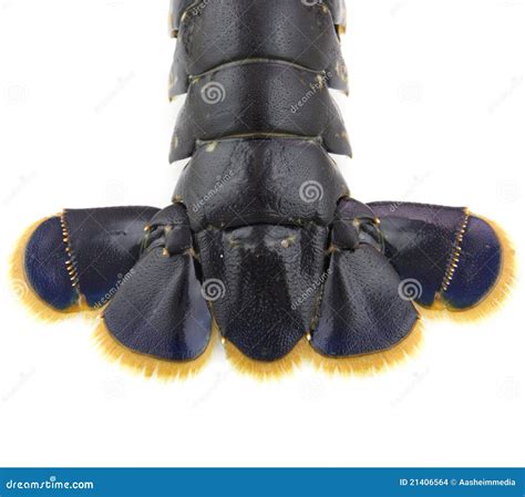 Lobster Tail Stock Photo Image Of Tail Crustacean Claw 21406564