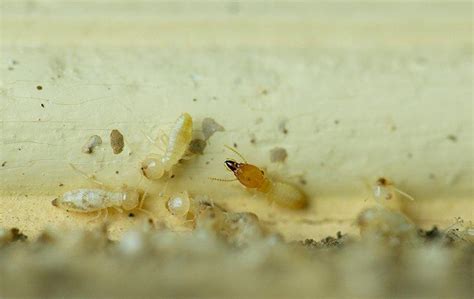 Are Termites In Alexandria Harmful To Humans