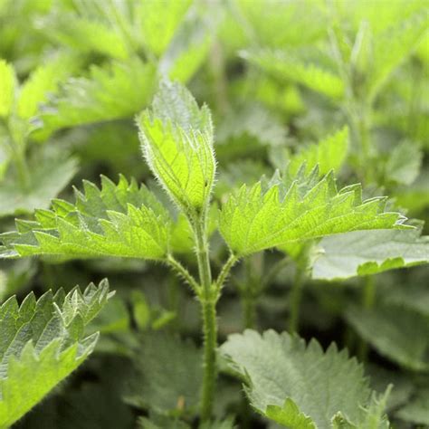 Stinging Nettle Leaf Liquid Extract Avena Botanicals