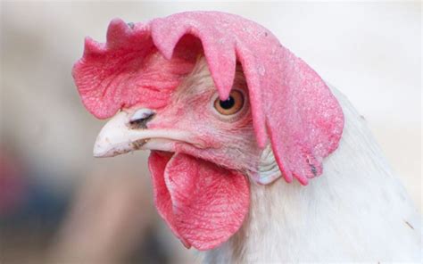 Why Do Chickens Have Combs Learnpoultry