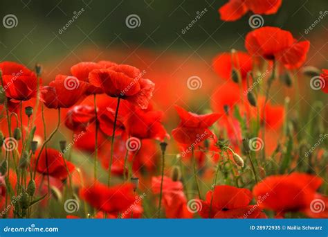 Poppy Flowers Frame Stock Image 5978233