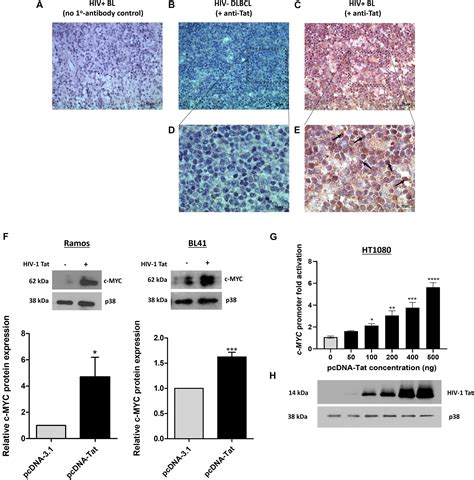 Frontiers Hiv Transactivator Of Transcription Tat Co Operates