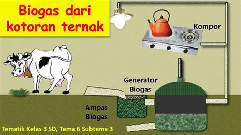 BIOGAS DARI KOTORAN HEWAN TEMATIK KELAS 3 SD TEMA 6 YouTube