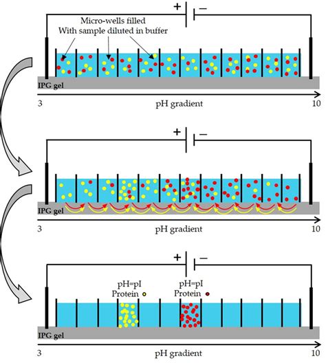 Advances In Venomics Modern Separation Techniques And Mass