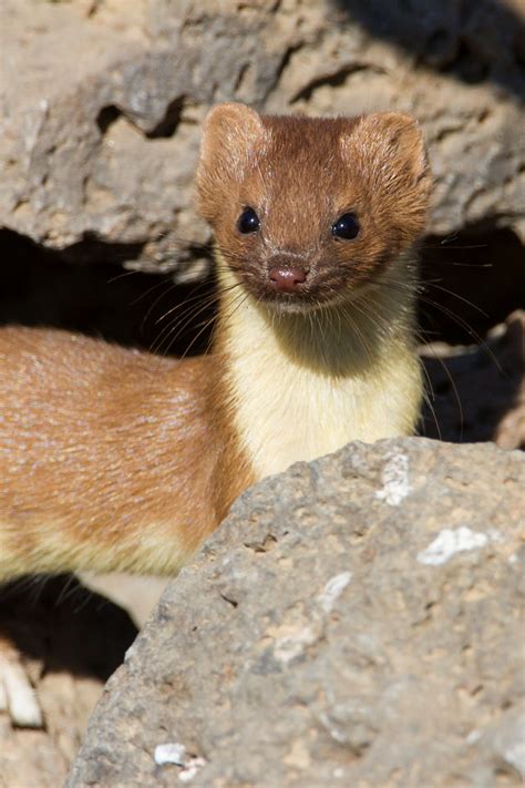 Long Tailed Weasel