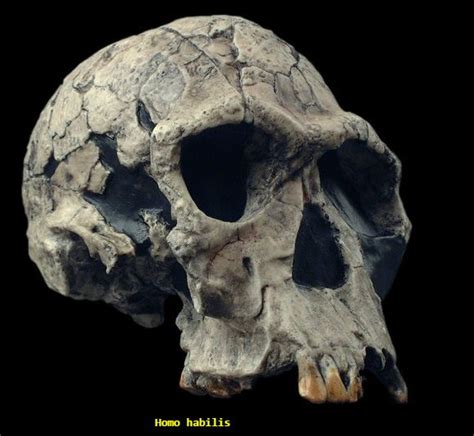 Pin By Trtpanthro On Human Evolution Paleoanthropology And Fossil