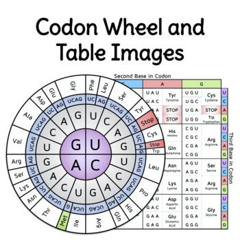 Codon Wheel And Table Images By Beautiful Biology Tpt