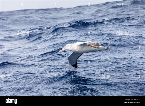 Wandering albatross wingspan hi-res stock photography and images - Alamy