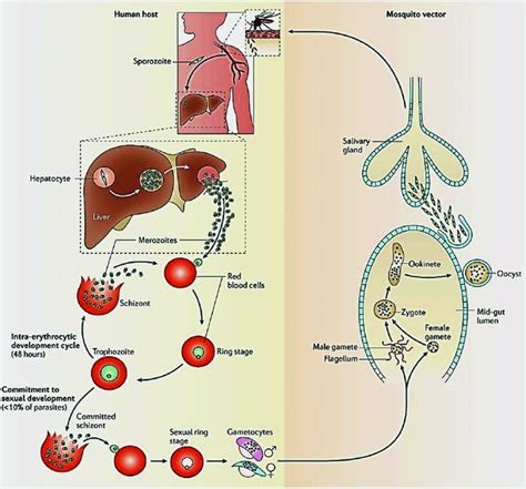 Plasmodium Falciparum Structure