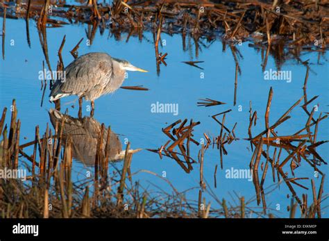 Great Blue Heron Nisqually National Wildlife Refuge Washington Stock