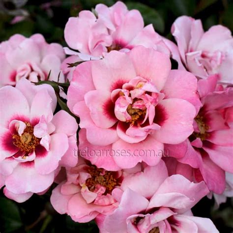 br roseberry delightful black mountain nursery