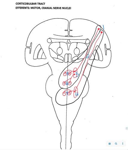 Final Tracts Neuroanatomy Corticobulbar Flashcards Quizlet