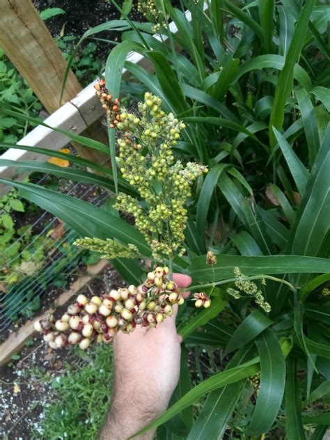 Bird Seed Fell Into My Garden Im Growing About Twenty Of These