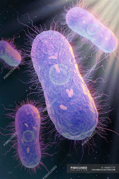 D Illustration Von Salmonellen Sp Bakterien Zeigen Innere Struktur