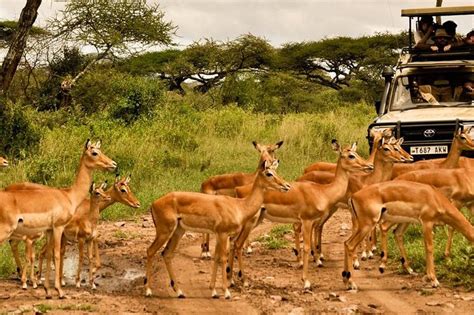 2023 5 Days Tanzania Lodge Safari Provided By Leken Adventure