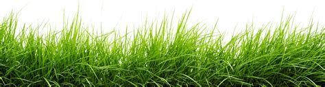 Grass Texture Png