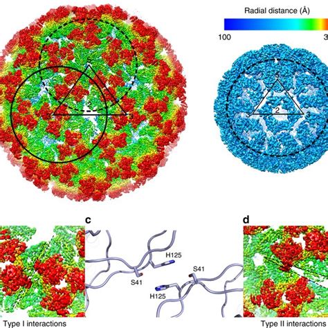 Thin Section Electron Microscopy Of Sindbis Virus Cell Complexes At PH