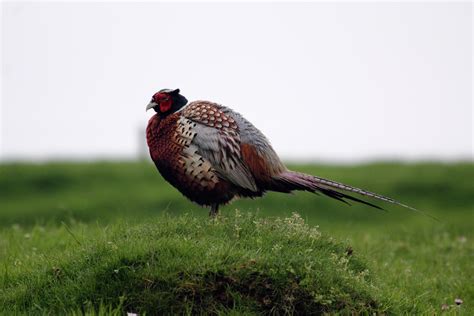 Free Images Nature Grass Outdoor Bird Wing Prairie Game Animal