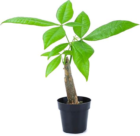 Amazon Live Money Tree Plant Pachira Aquatica Money Tree Feng