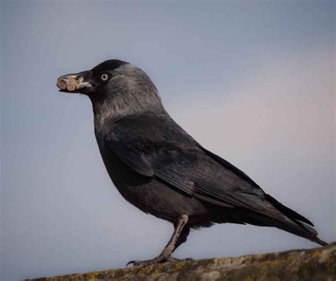 Jackdaw Nesting 101: A Simple Guide to Their Marvelous World