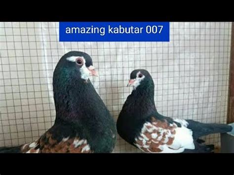 beautiful kabutar - YouTube