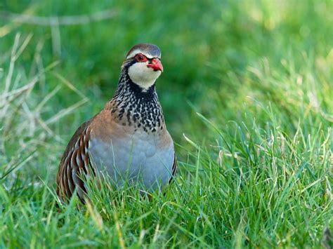 Red Legged Partridge Red Legged Partridge Alectoris Rufa Flickr