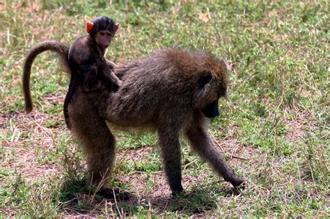 Filebaby Baboon On Back