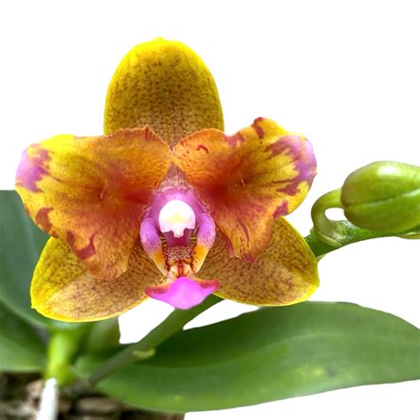 Phalaenopsis Lioulin Orange Peloric Butterfly
