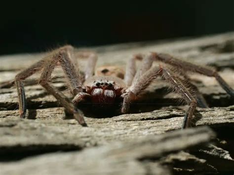 Where Do Huntsman Spider Live - Huntsman Spider Habitat - Zooologist