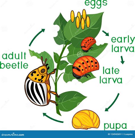 Ciclo De Vida Del Escarabajo De Patata De Colorado O Del Decemlineata