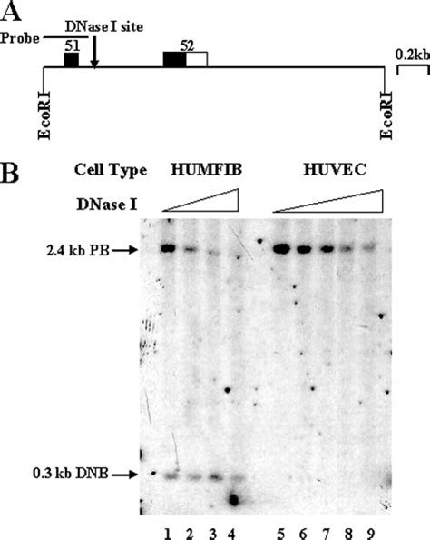 DNase I Hypersensitive Site Within Intron 51 Of The VWF Gene A