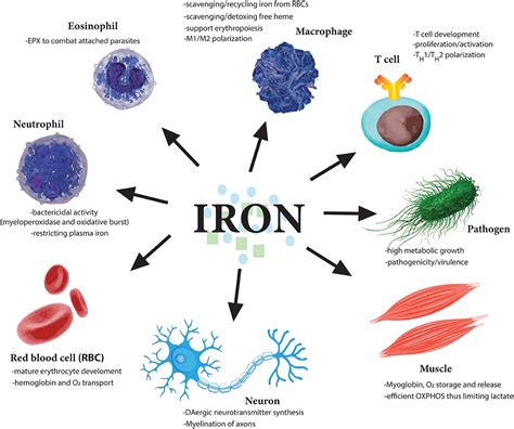 Frontiers The Role Of Iron Regulation In Immunometabolism And Immune