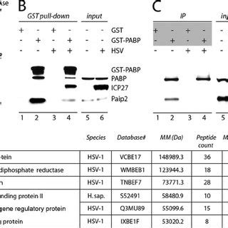 Identification Of Proteins Interacting With PABP In HSV 1 Infected