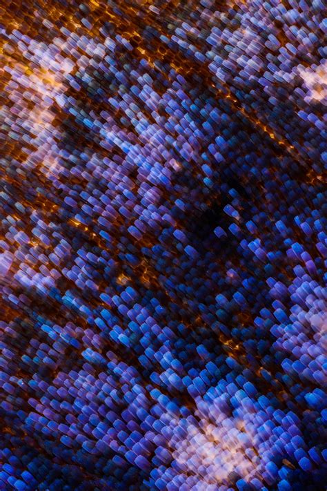 The Microscopic Fabric Of Butterfly Wings