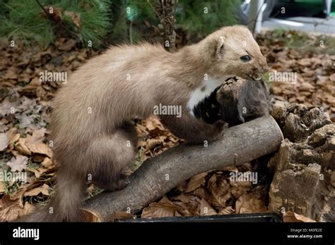 Badger Sitting Stuffed Stock Photo Alamy