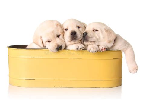 Yellow lab puppies stock image. Image of baby, canine - 12132011