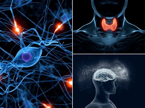 Cuadros Comparativos Y Sin Pticos Sobre Sistema Nervioso Y Endocrino