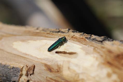 Signs Of Emerald Ash Borer EAB Be A Smart Ash