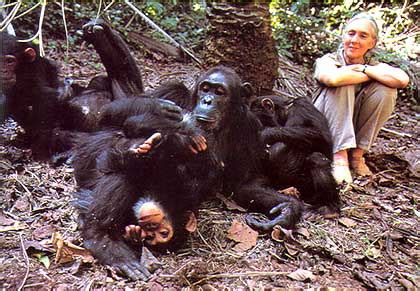 Chimpanzee Society | Chimpanzees | Project R&R