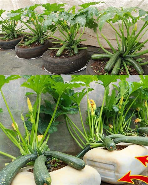 Growing Zucchini In Containers At Home A Step By Step Guide