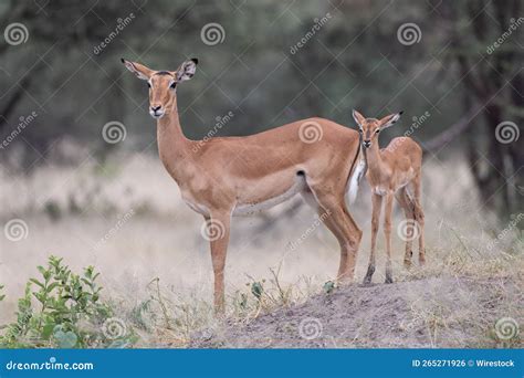 Mother Impala And Her Baby Roaming Around In The Wilderness Stock Photo