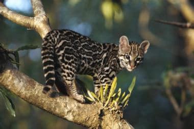 Mamíferos Página 2 Áreas Protegidas y Parques Nacionales de Costa Rica