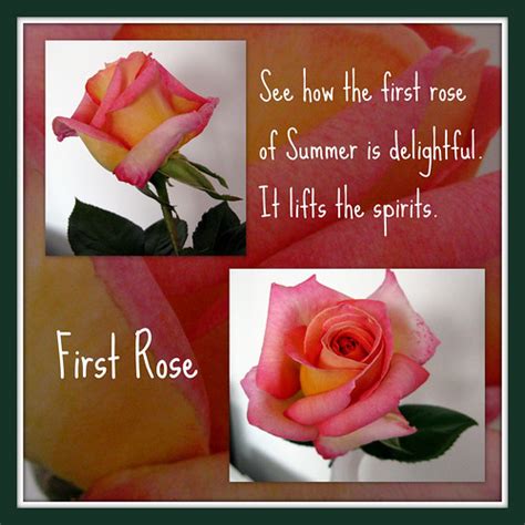 Haiku 20 First Rose Haiku Is A Form Of Traditional Japan Flickr