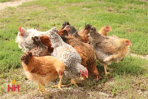 Rainbow Chicken Breed Is It Worth The Hype Barncoop Barncoop
