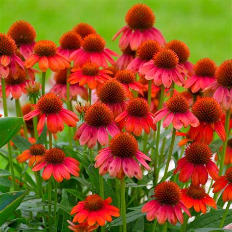 Sombrero® Salsa Red Coneflowers For Sale