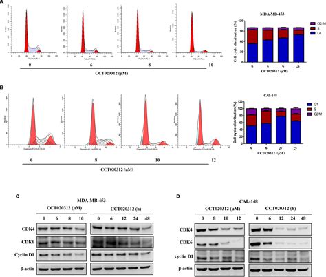 Frontiers CCT020312 Inhibits Triple Negative Breast Cancer Through