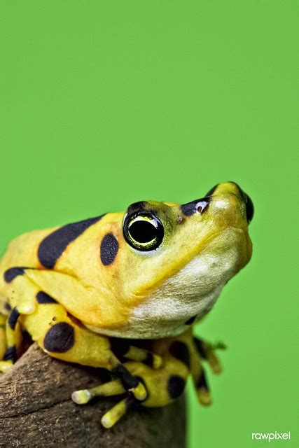 Panamanian Golden Frog 2009 By Mehgan Murphy Original From